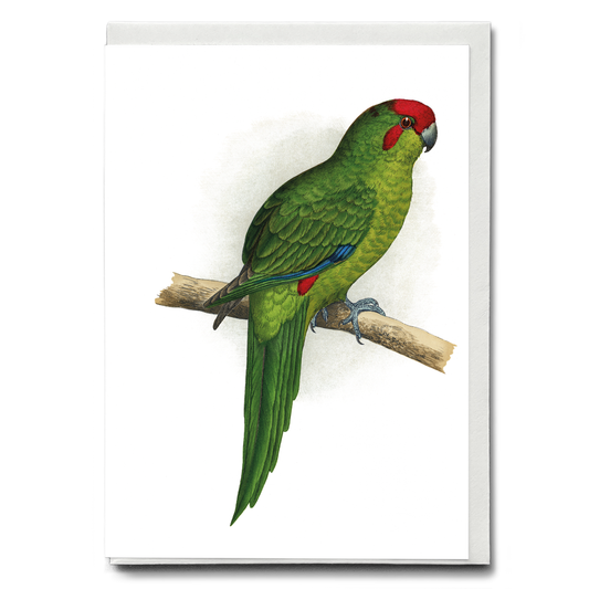 New Zealand Parrakeet  - Wenskaart