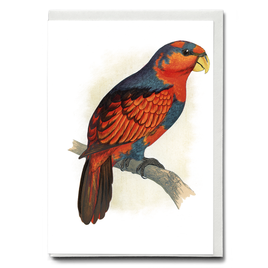 Blue-Crowned or Blue-Breasted Lory  - Wenskaart