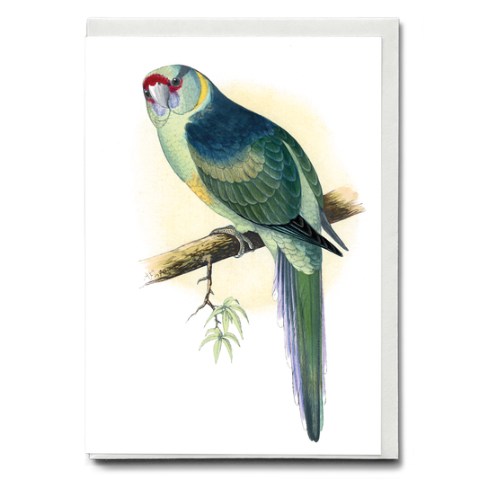 Barnard's Parrakeet - Wenskaart