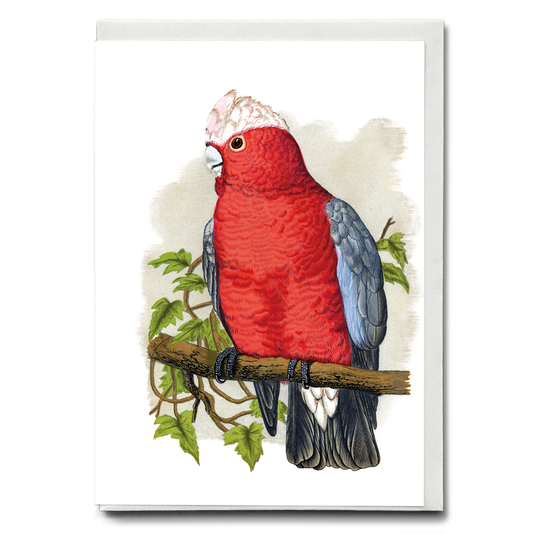 Rose-Breasted Cockatoo - Wenskaart