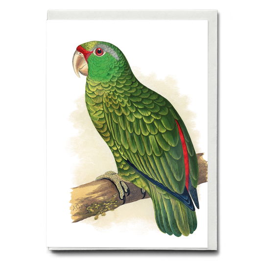 Festive Amazon Parrot - Wenskaart