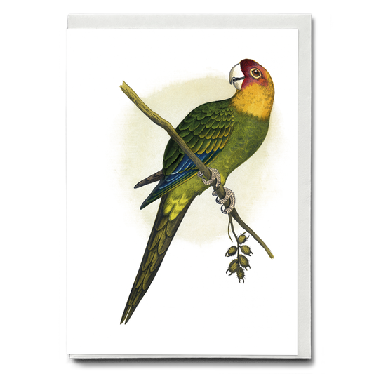 Carolina Parrot - Wenskaart