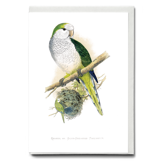 Quaker or Grey-breasted Parrakeet  - Wenskaart
