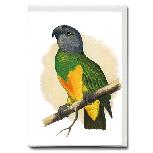 Senegal Parrot - Wenskaart