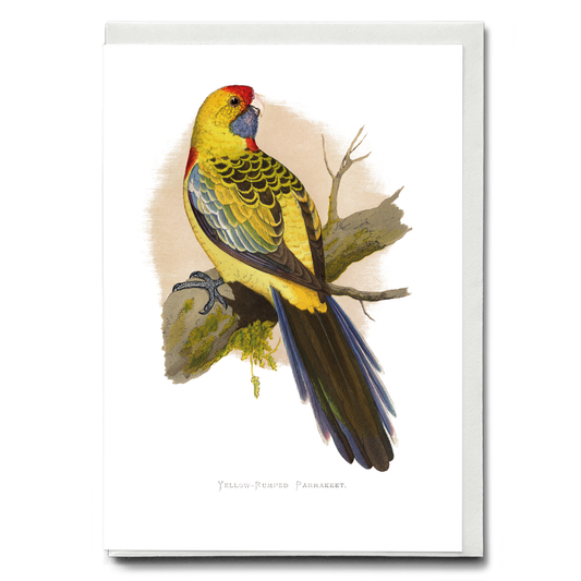 Yellow-Rumped Parrakeet  - Wenskaart