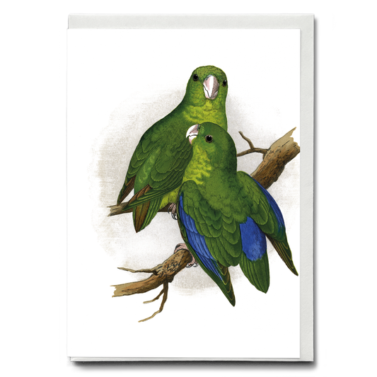 Passerine or Blue-winged Parrakeet  - Wenskaart