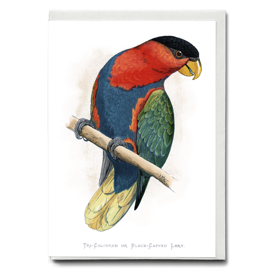 Tri-Coloured or Black-Capped Lory  - Wenskaart