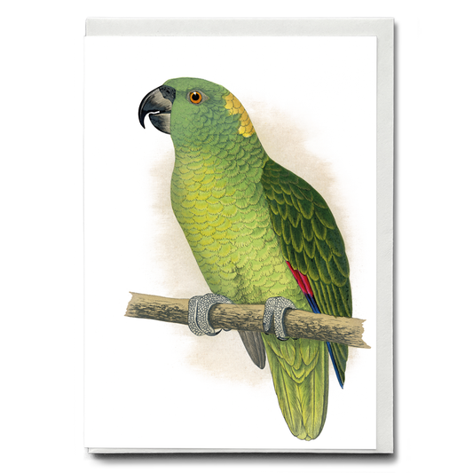 Yellow-Naped Amazon - Wenskaart