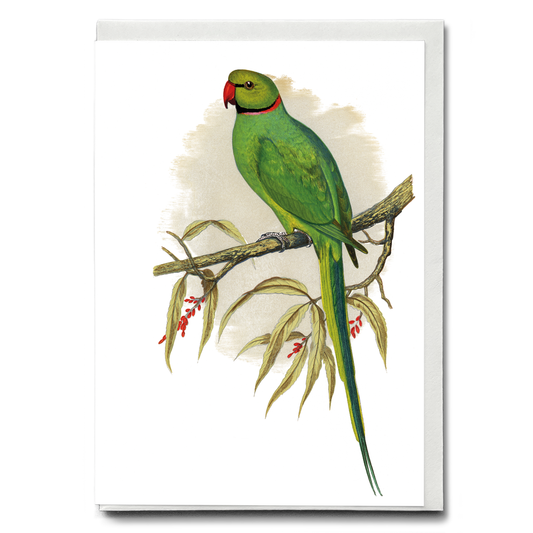 Ring-Necked or Bengal Parakeet  - Wenskaart