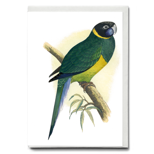 Bauer's Parrakeet - Wenskaart