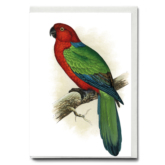 Red Shining Parrakeet - Wenskaart