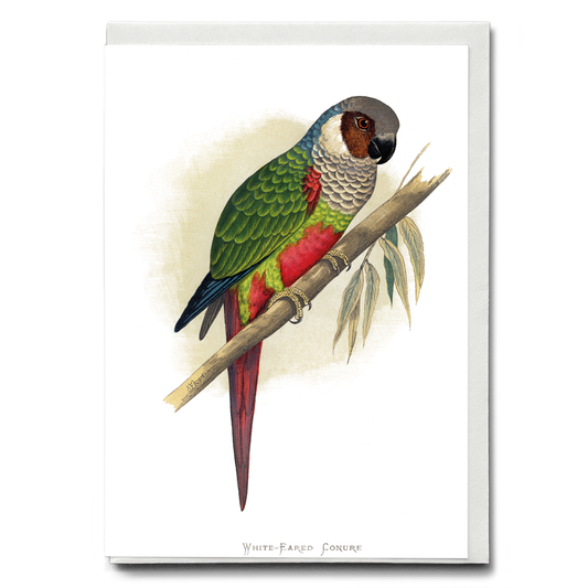 White-Eared Conure - Wenskaart