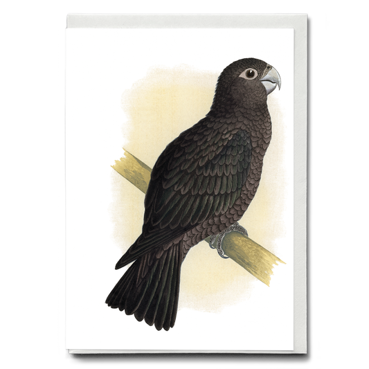 Vasa Parrot - Wenskaart