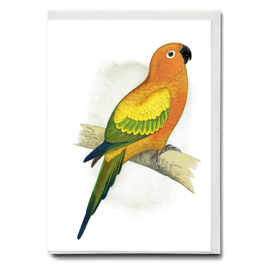 Sun Parrakeet - Wenskaart
