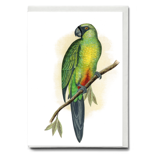 Masked Parrakeet - Wenskaart