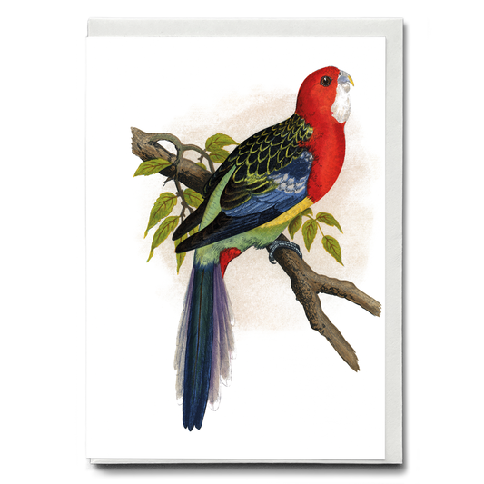 Rose-Hill or Rosella Parrakeet  - Wenskaart