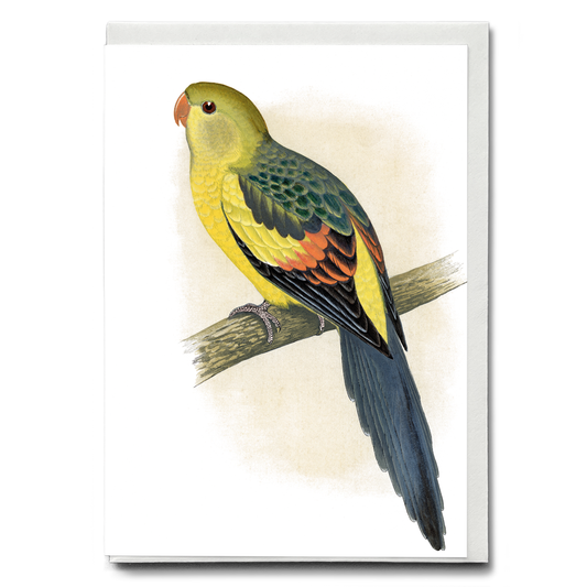Rock Pepler Parrakeet - Wenskaart