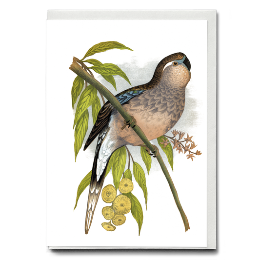 Bourke's Parrakeet - Wenskaart