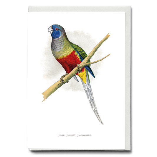 Blue Bonnet Parrakeet - Wenskaart