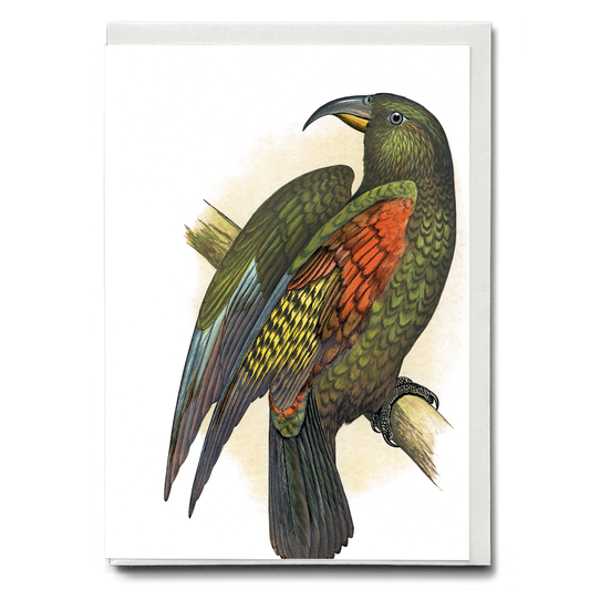 Mountain Parrot - Wenskaart