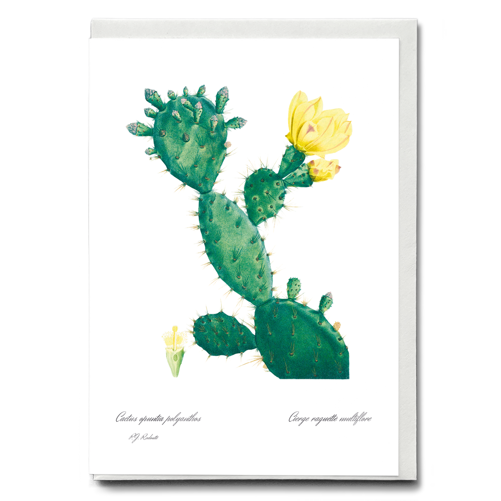 Aloe Opuntia Polyanthos By Pierre-Joseph Redouté - Wenskaart