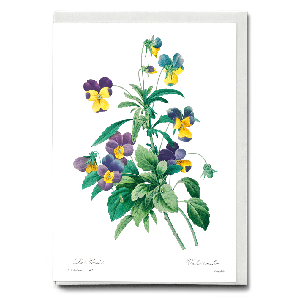 Wild pansy By Pierre-Joseph Redouté - Wenskaart