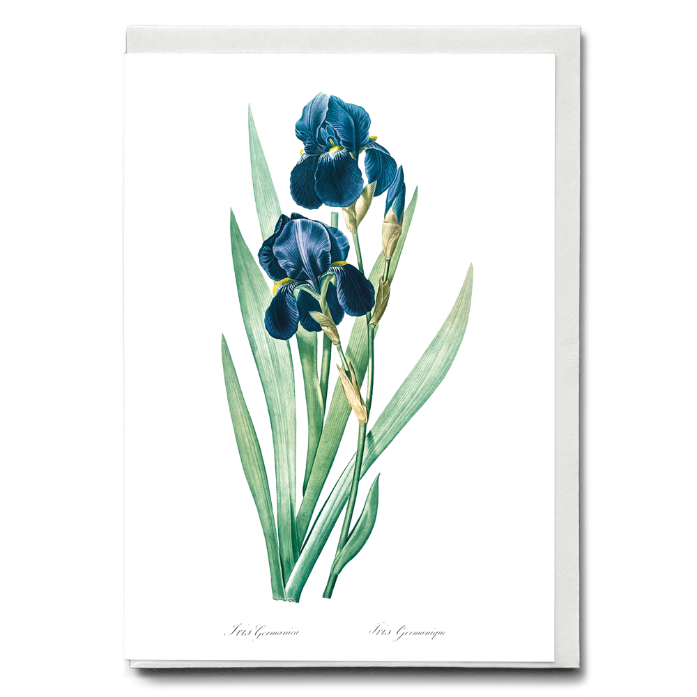 German Iris By Pierre-Joseph Redouté. - Wenskaart