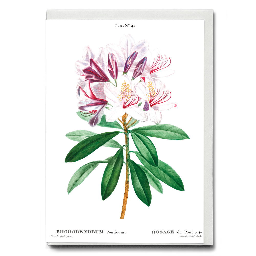 Rhododendron ponticum By Pierre-Joseph Redouté - Wenskaart