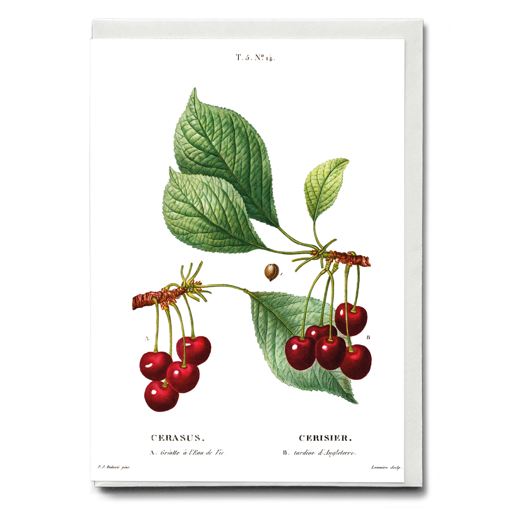 Cherry II By Pierre-Joseph Redouté - Wenskaart
