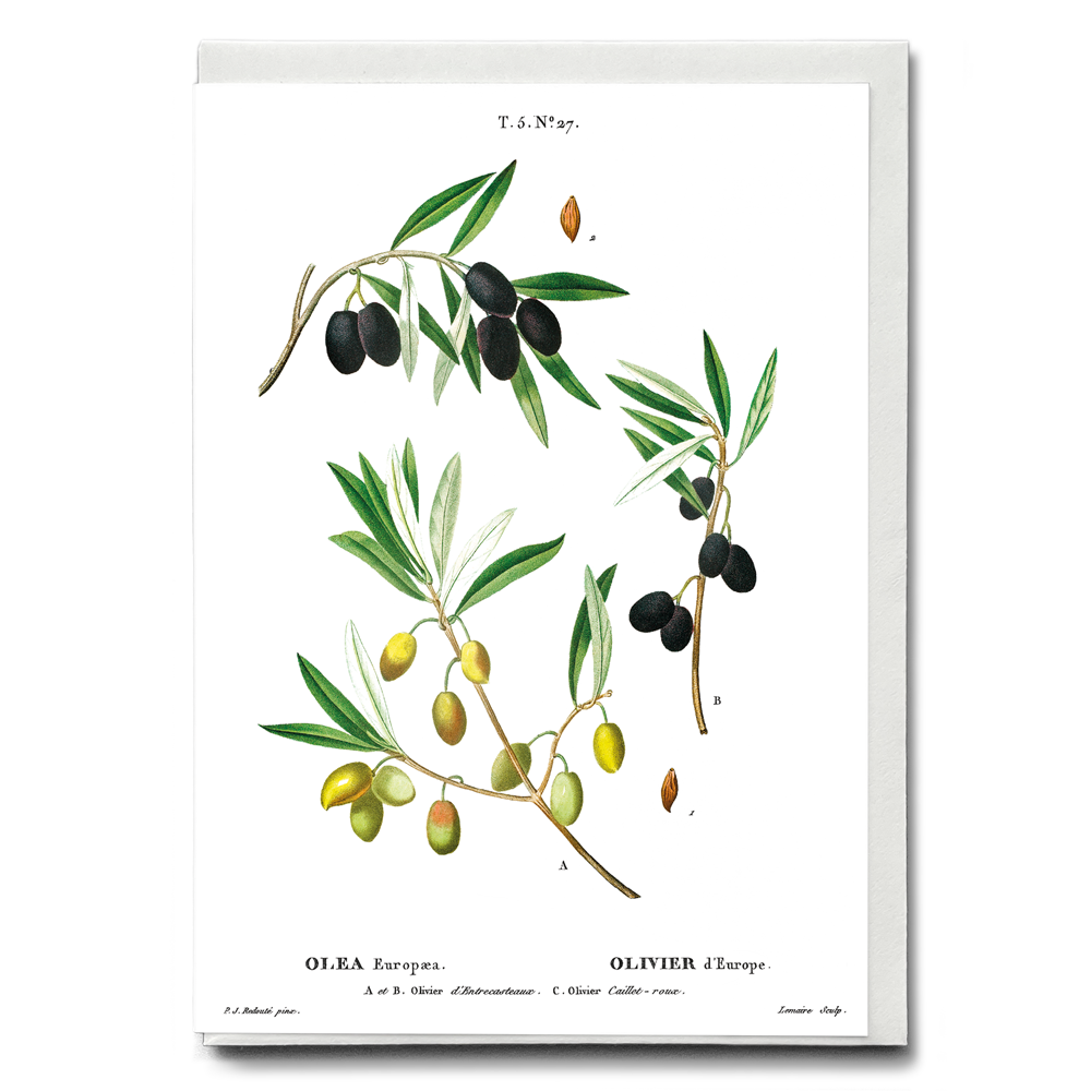 Olive II By Pierre-Joseph Redouté - Wenskaart