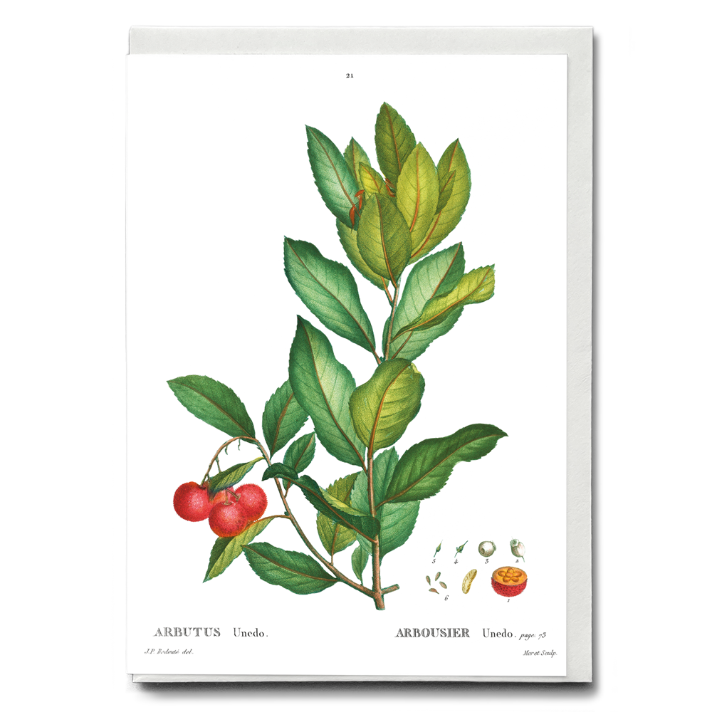 Strawberry tree By Pierre-Joseph Redouté - Wenskaart