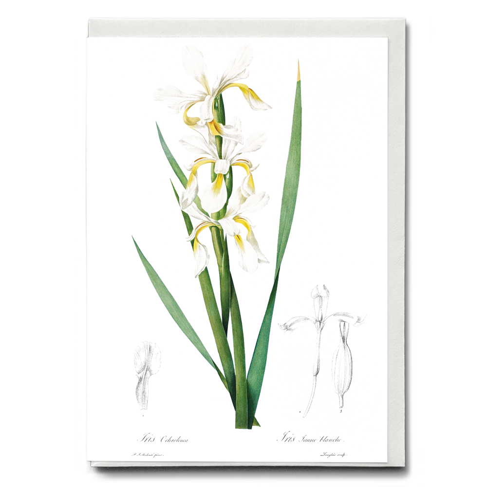 Gold-banded Iris By Pierre-Joseph Redouté - Wenskaart