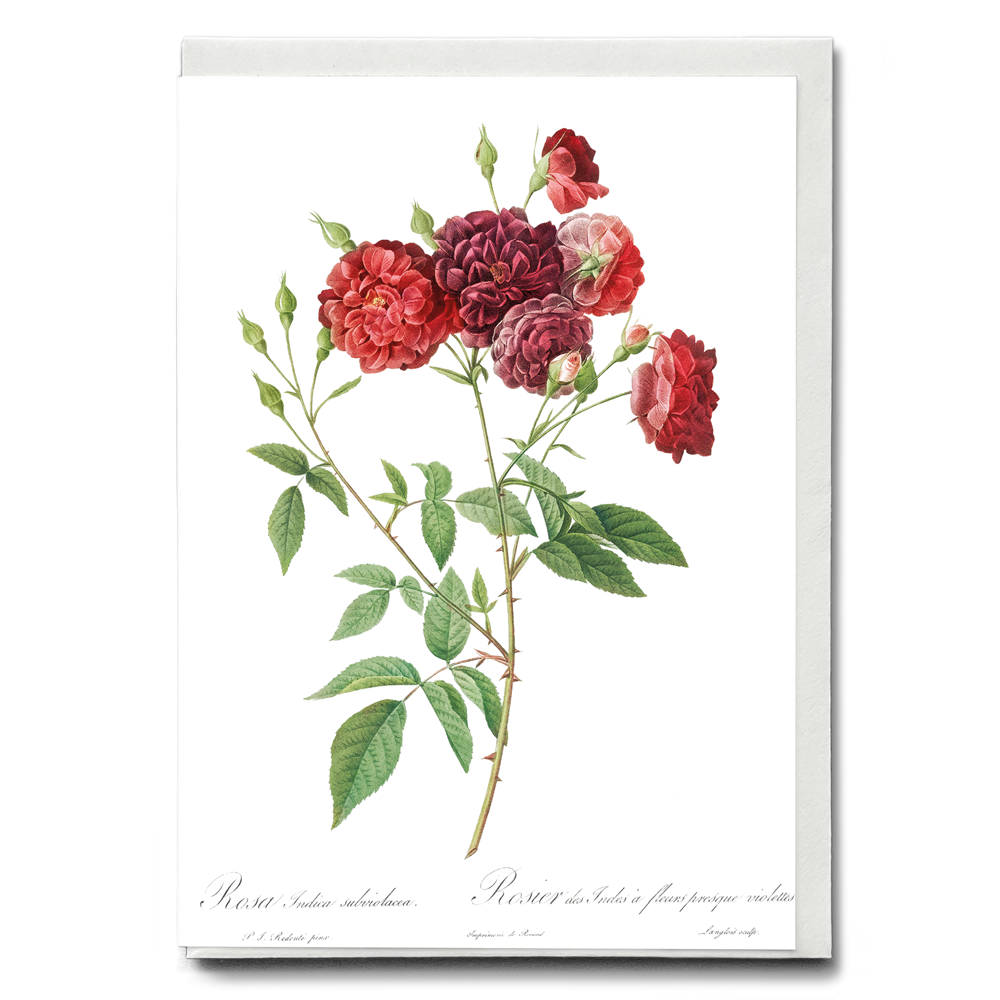 Ternaux Rose By Pierre-Joseph Redouté - Wenskaart