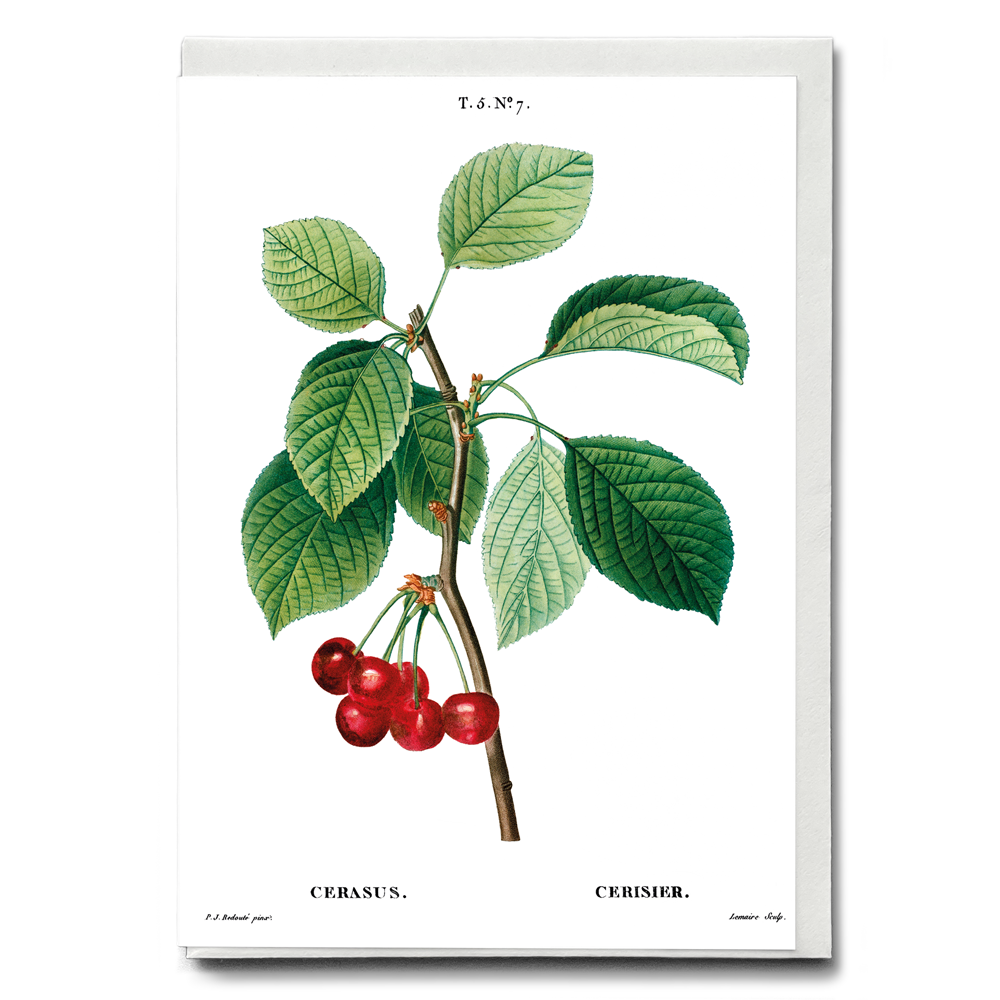 Cherry III By Pierre-Joseph Redouté - Wenskaart