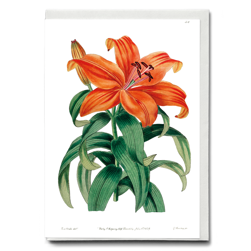 Thunberg's orange lily - Wenskaart