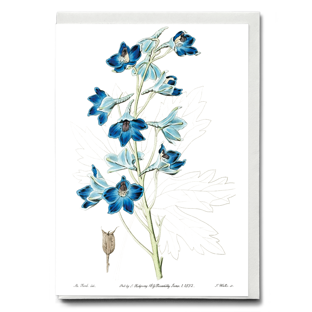 Shewy delphinium - Wenskaart