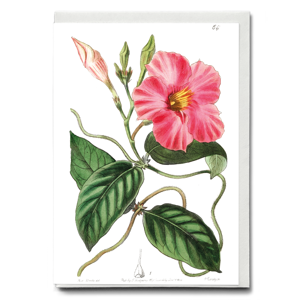 Knob-jointed dipladenia - Wenskaart