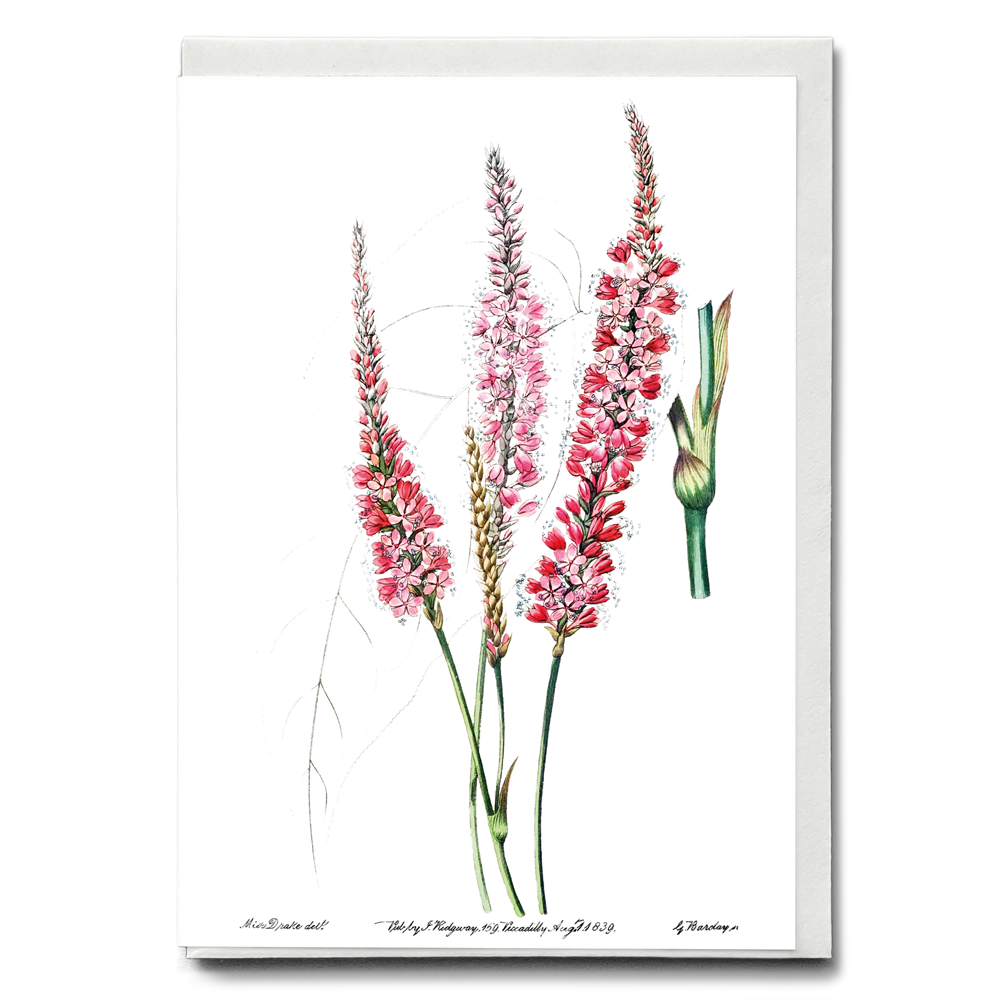 Stem-clasping polygonum - Wenskaart