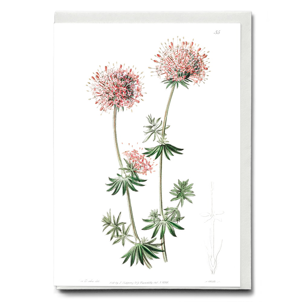 Long-styled crucianella - Wenskaart