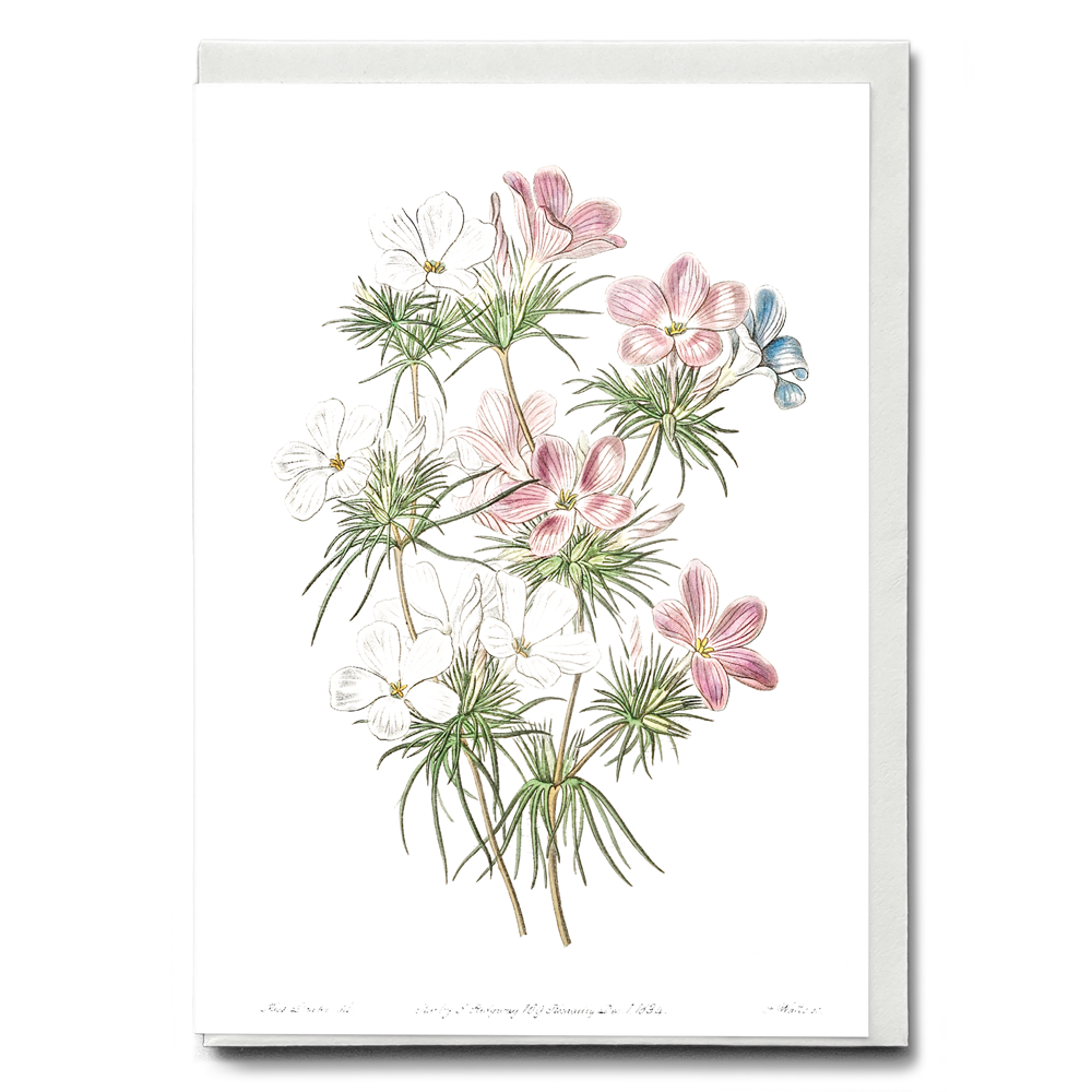 Thick-flowered slender-tube - Wenskaart