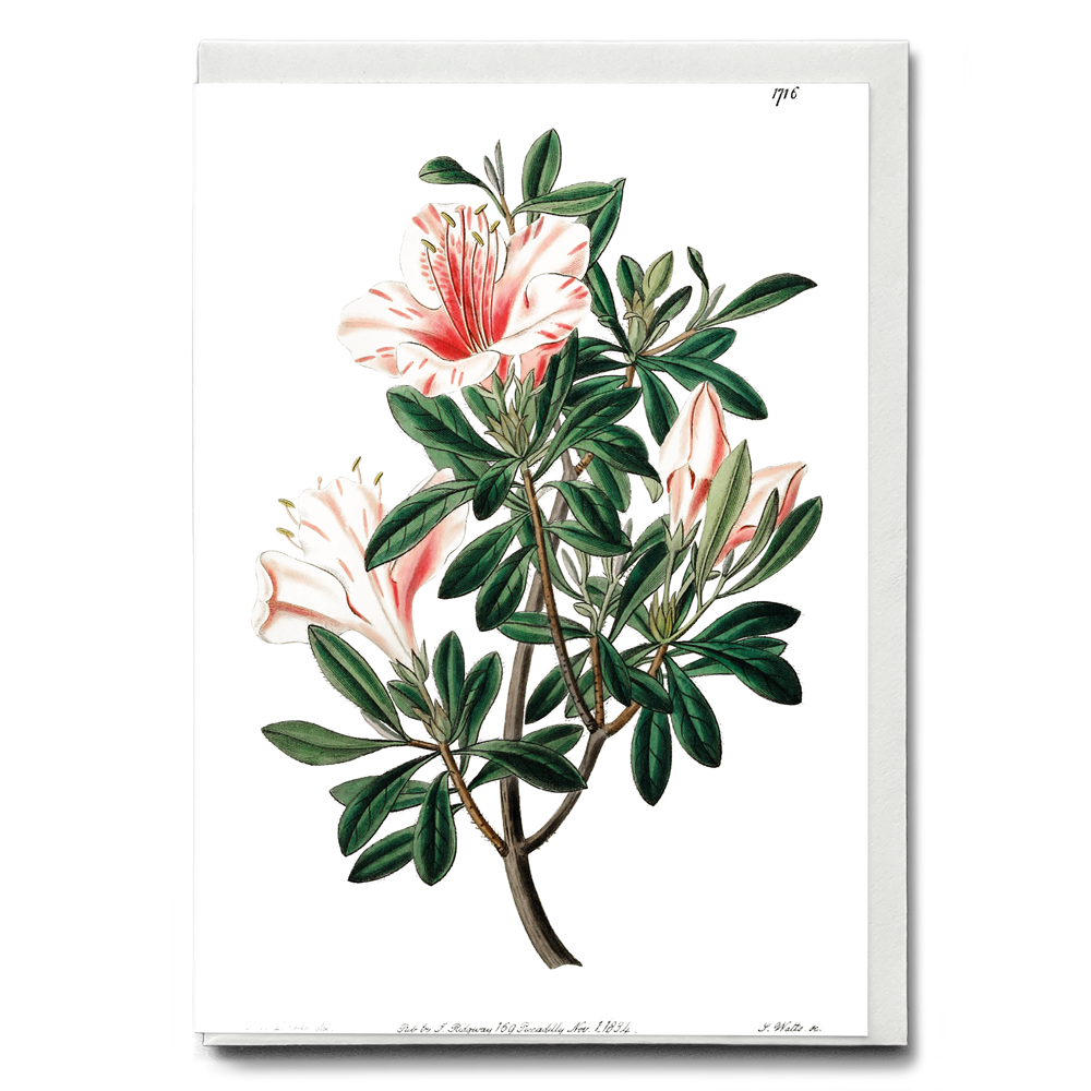 The variegated Chinese azalea - Wenskaart