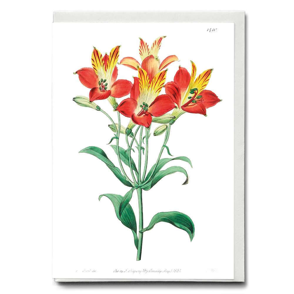 red speckled-flowered Alstromeria - Wenskaart