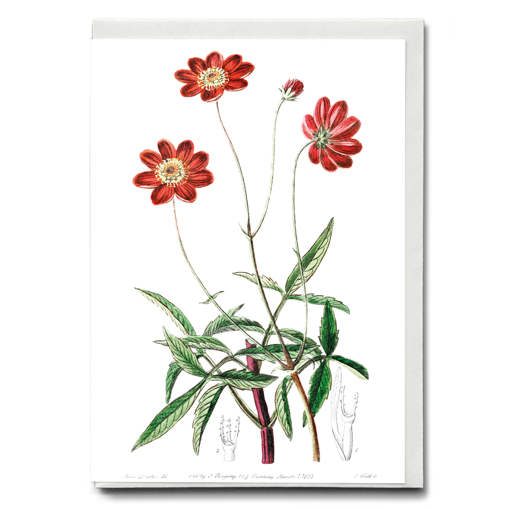 Scabious-like cosmos - Wenskaart