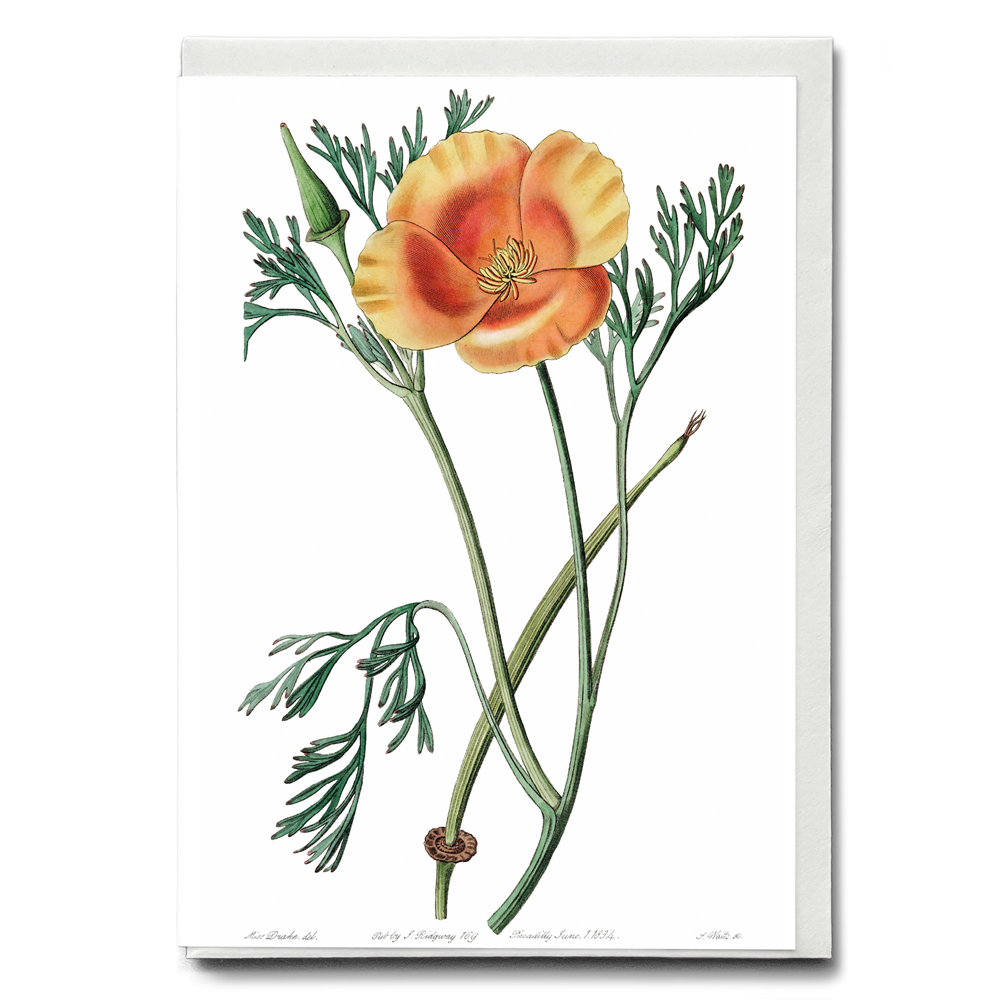 Saffron colored eschscholzia - Wenskaart