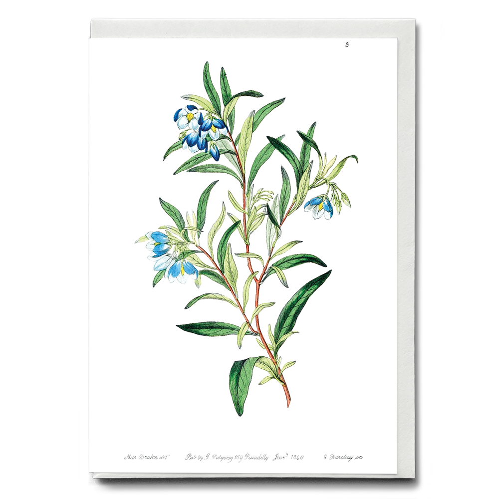 Narrow leaved sollya - Wenskaart