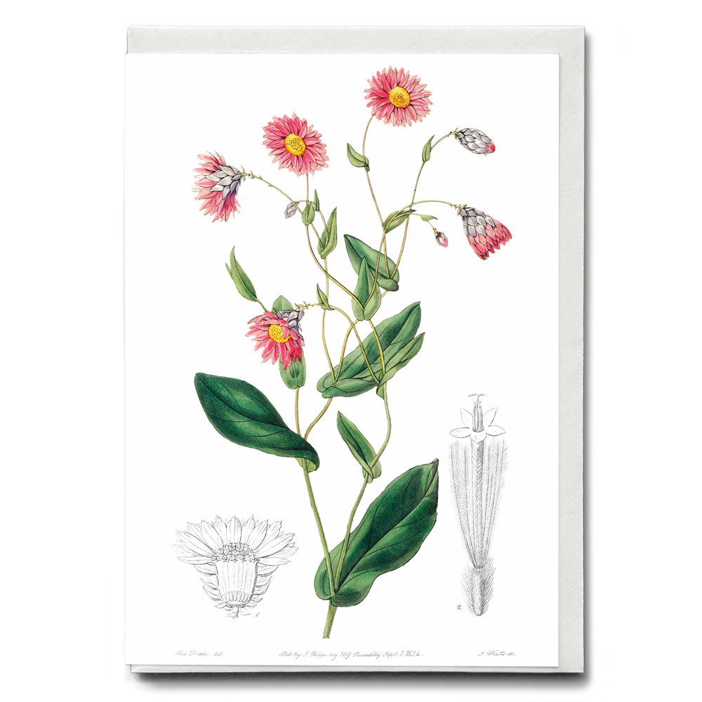 Captain Mangle's rhodanthe - Wenskaart