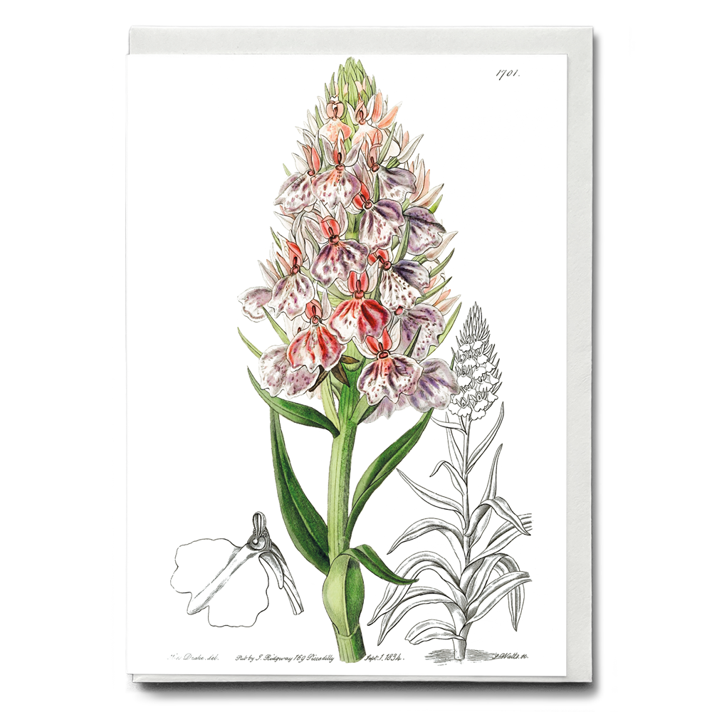 Leafy spiked orchis - Wenskaart