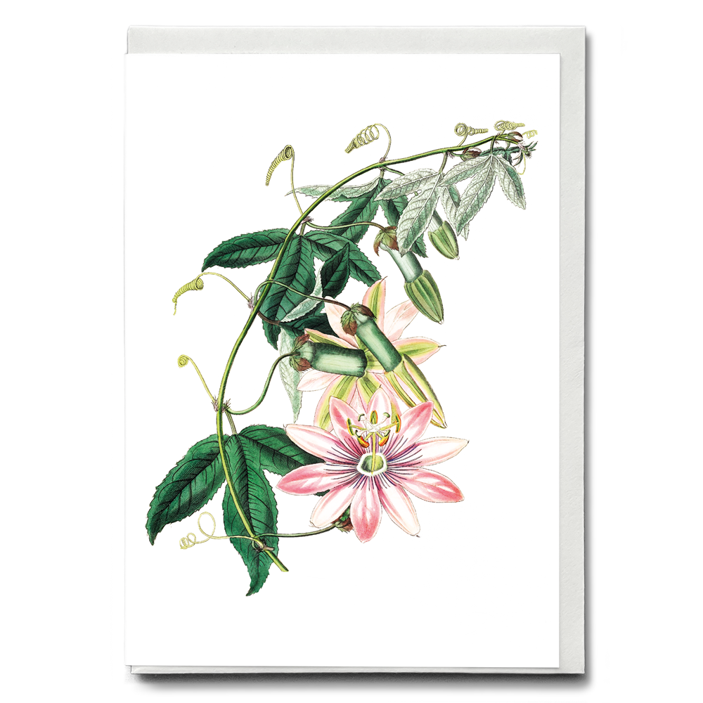 Mrs.Marryat's tacsonia - Wenskaart