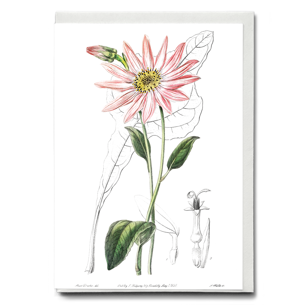 Mr. Dickson's echinacea - Wenskaart