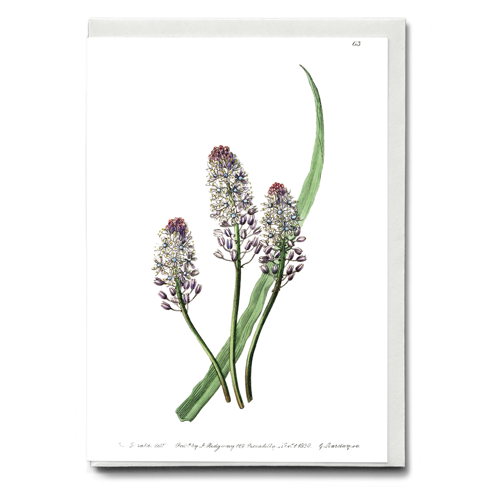 Meadow squill - Wenskaart